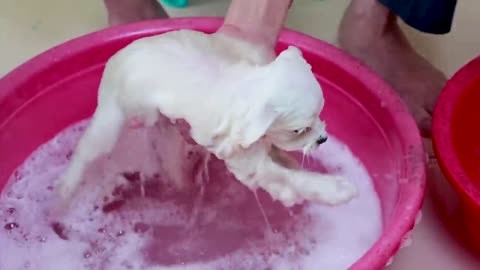 First Cute Pomeranian Puppy Bath | Funny Dogs Puppies | Min Puppy #3