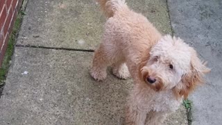 Get a Cockapoo They Said it'll Be Fun They Said