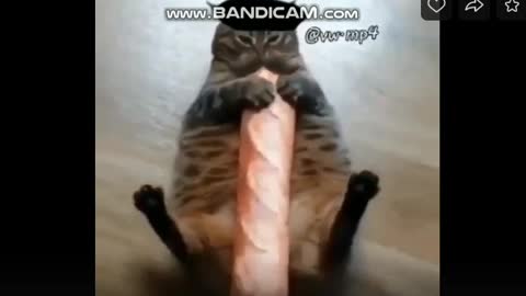 Cat & baguette