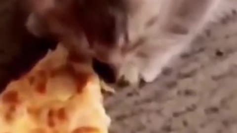 cat eating pizza on the couch
