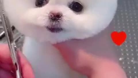 Cute dog videos ❤️