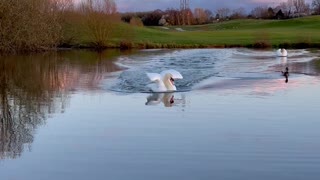 Incredible Sounds of an Adult Swan Landing on Water