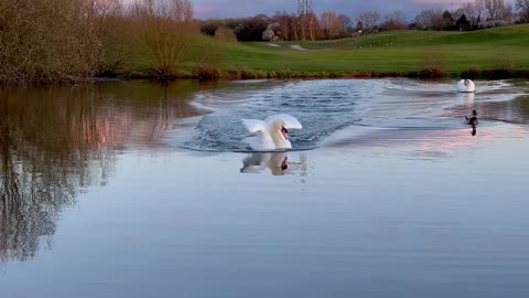 Incredible Sounds of an Adult Swan Landing on Water