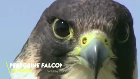 Animal funny videos and Eagle attack