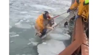 Detroit Fire and Rescue saving a dog