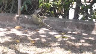 Iguana en Puerto Rico