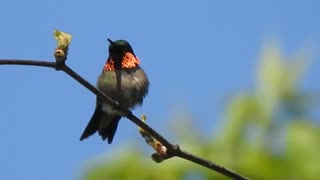 Beautiful Male Ruby-throated Hummingbird