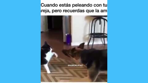 Cat and dog having a DR😮😂🥰