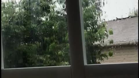 Tree In The Rain