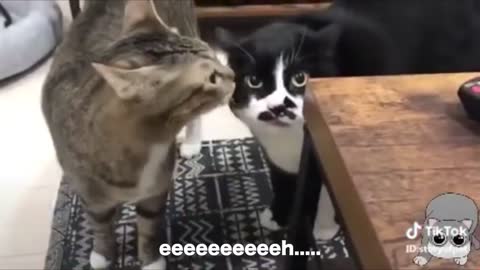 cute english speakig cats 2022 will make you smile . funny smart cats