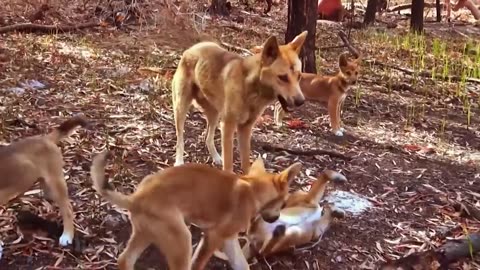 Kangaroos and Huge monitor lizards are afraid of them! Dingo - Real Australian Wolves!