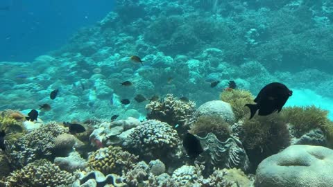 Underwater restaurant in the Maldives | Surreal fine dining experience