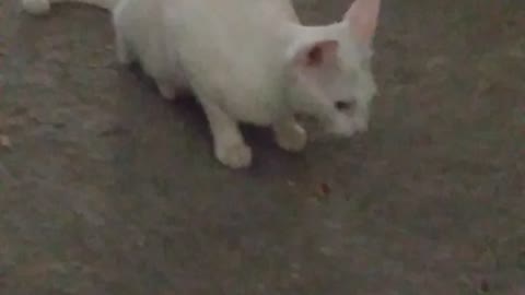 Cat Eating Pâte