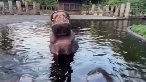 Hungry hippos 🦛