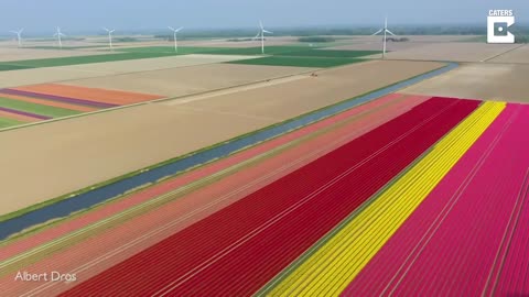 Tulip Field Blossom In Holland