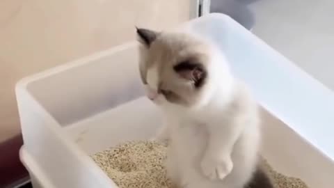 Poor little kitten having constipation 😅