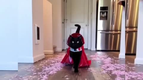 Fashionable Black Cat