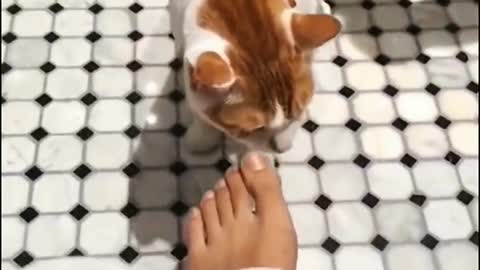 Ha ha, the feet smell so bad that they almost vomit the kitten