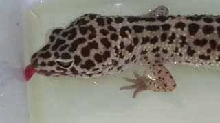 Littlefoot - Leopard Gecko