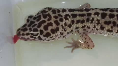 Littlefoot - Leopard Gecko