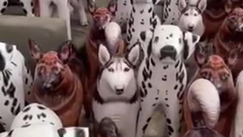 Can you find real dog?? | comment ⬇️ and know more funny answers 🫢
