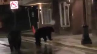 Black Bears Brawl in Downtown Juneau