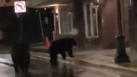 Black Bears Brawl in Downtown Juneau