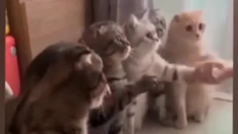 Funny Animals Video - Best Cats😹 and Dogs🐶