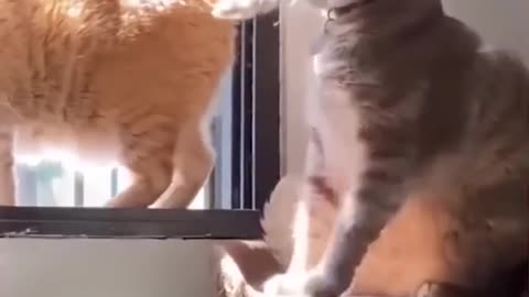 Funny Cats Compilation 🤣