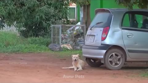 Are Dogs Scared Of Tigers_ Dogs React To Tigers - Try Not To Laugh - Funny Pet Videos