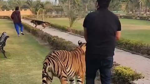 Tiger Attack on Dog 😰- Nouman Hassan - Duration: 0:18
