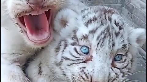 White tigers don't actually have that sharp teeth when they're young