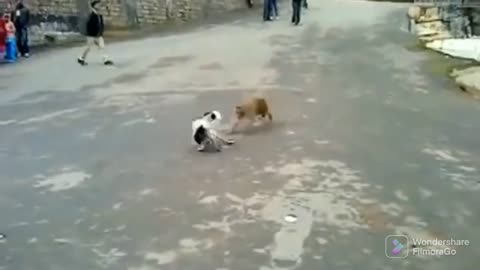 Cat and monkey very funny video