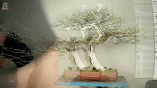 UM DOS BONSAI MAIS LINDO QUE EU TENHO - BONSAI DE PITHECO MONSTRO ATUALIZAÇÃO