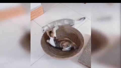 Cute cat 😍 video @Cute pet care