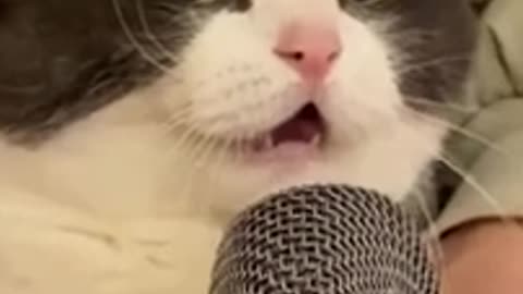 Cat Singing Her Masterpiece OMG So Cute❤️ funniest cat