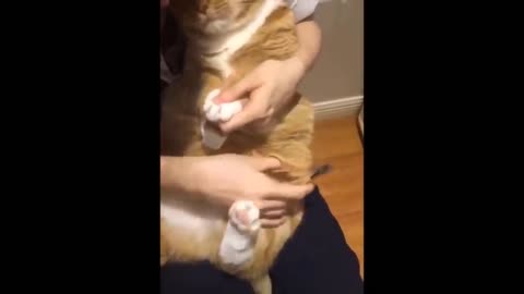 Awesome SO Cute Cat ! Cute and Funny Cat Videos to Keep You Smiling! 🐱-1