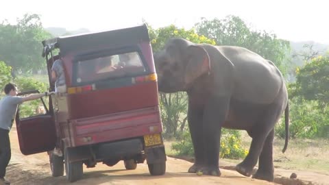 Sri Lanka - Yala National Park - Elephant
