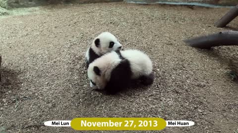 Mei Lun and Mei Huan - Over 3 Years at Zoo Atlanta