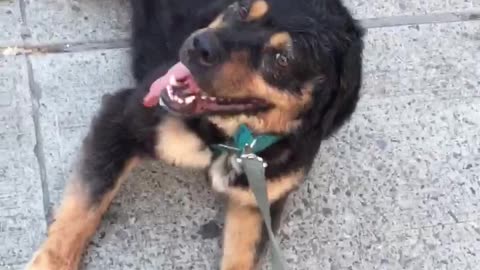 Dog is Too Hot to Walk