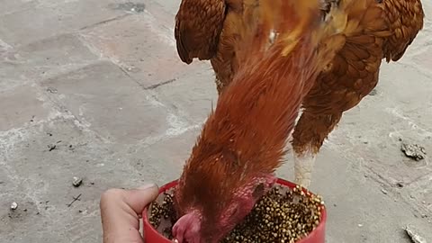 What To Feed Chickens || What Do Chicken Eat