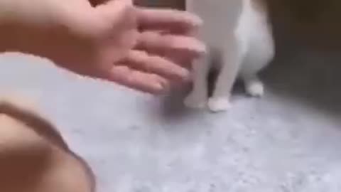 Cat got shock of its life.