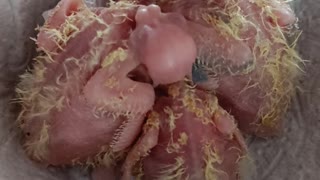 Baby cockatiel chicks