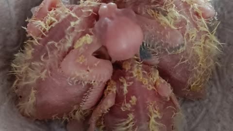 Baby cockatiel chicks