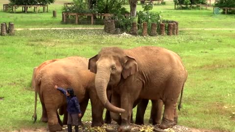 Watch Heartwarming Moment When Elephant Heard Calling Voice From Her Favourite Person - ElephantNews