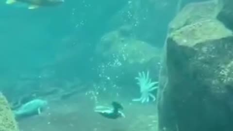 PUFFIN SHOWS OFF HIS UNDERWATER SKILLS