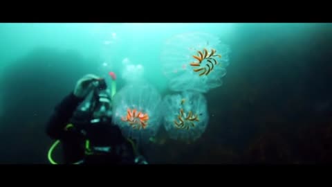 Diving Seal Underwater video