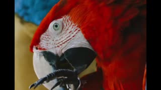 Macaw