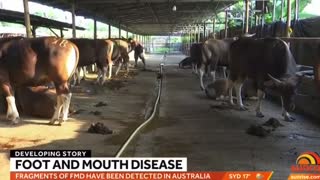 Foot & mouth Disease FMD scam Food supply attack