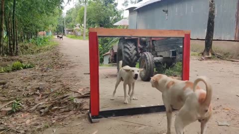 Fack Dog 🐕 vs Real Dog 🐶 fighting in the Mirror 🔥😈